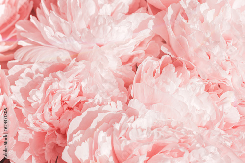 Fototapeta Naklejka Na Ścianę i Meble -  Vivid peony flowers close up nature background, summer festive floral pattern, abstract nature flowery backdrop, botany environment scenery, pastel pink-white blossoming flower, sunlight
