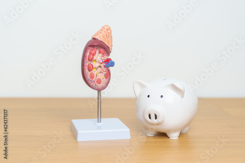 Anatomical human kidney Adrenal gland model with Piggy Bank for disease of Urinary system and Stones, Cancer, world kidney day, Chronic kidney, Donation and Charity concept