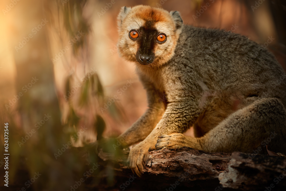 Fototapeta premium Madagascar wildlife theme: portrait of wild Red-fronted brown lemur, Eulemur rufifrons in natural environment of dry forest of Kirindy, Madagascar. Golden hour, orange eyes contact, close up wildlife.