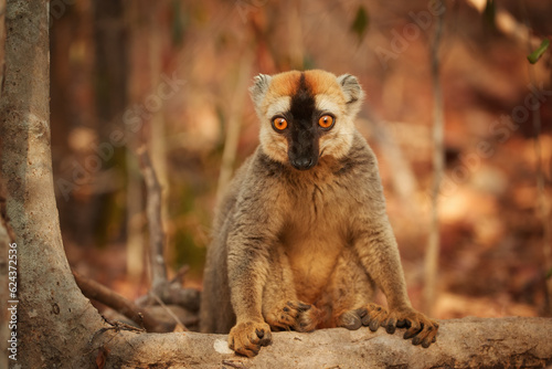 Madagascar wildlife theme  portrait of wild Red-fronted brown lemur  Eulemur rufifrons in natural environment of dry forest of Kirindy  Madagascar. Golden hour  orange eyes contact  close up wildlife.