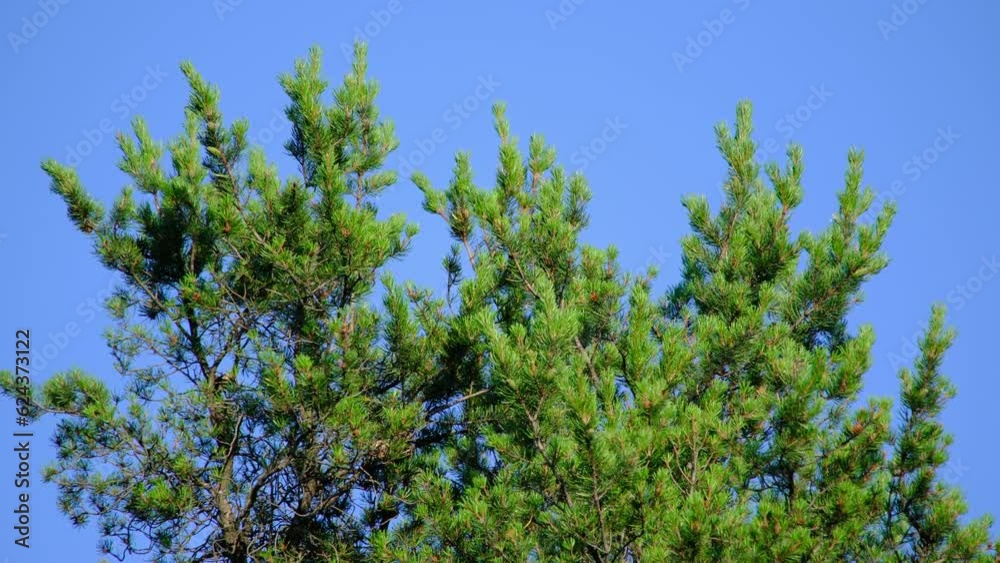 Close up of pine tree tops gentle swaying against blue sky in cloud less day. Close up of pine tree tops gentle swaying against blue sky in cloud less day.
