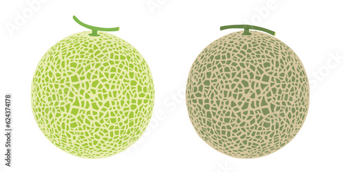 Foto Cantaloupe melon, fruit vector illustration 10