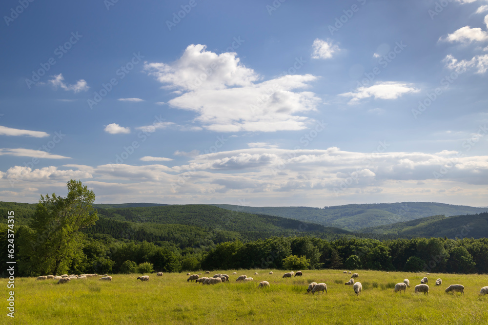 Spring landscape with white sheep in White Carpathians, Czech Republic Spring landscape with white sheep in White Carpathians, Czech Republic
