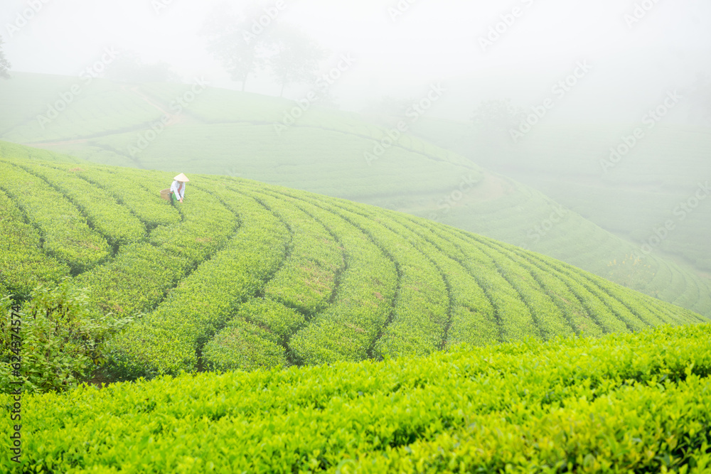 Hmuong working in green tea plantation at Long Coc tea mountain, Phu Tho province, Vietnam