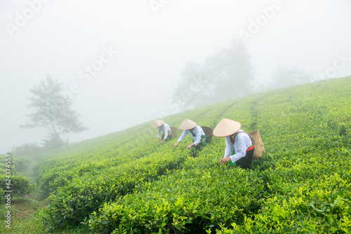 Hmuong working in green tea plantation at Long Coc tea mountain, Phu Tho province, Vietnam