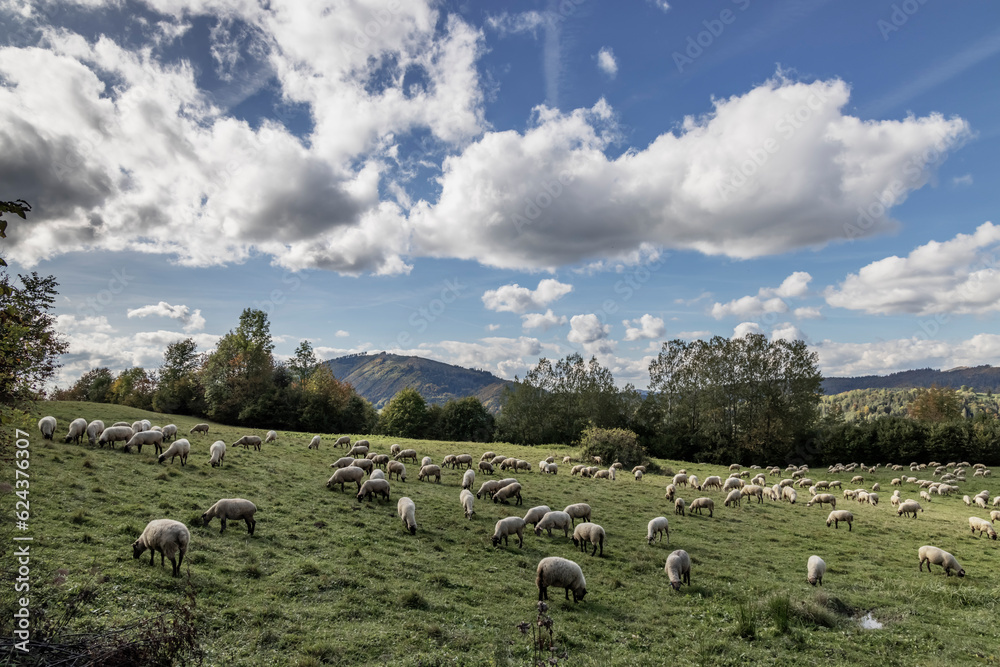 Obraz premium Sheep herd near Terchova, Mala Fatra, Slovakia