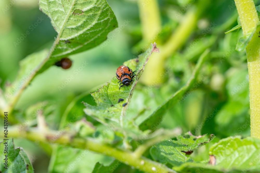 Colorado bugs eating potatoes. Colorado bugs eating potatoes.