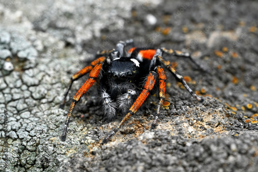 Red-bellied jumping spider // Goldaugenspringspinne (Philaeus chrysops) - Evros Delta, Greece Red-bellied jumping spider // Goldaugenspringspinne (Philaeus chrysops) - Evros Delta, Greece