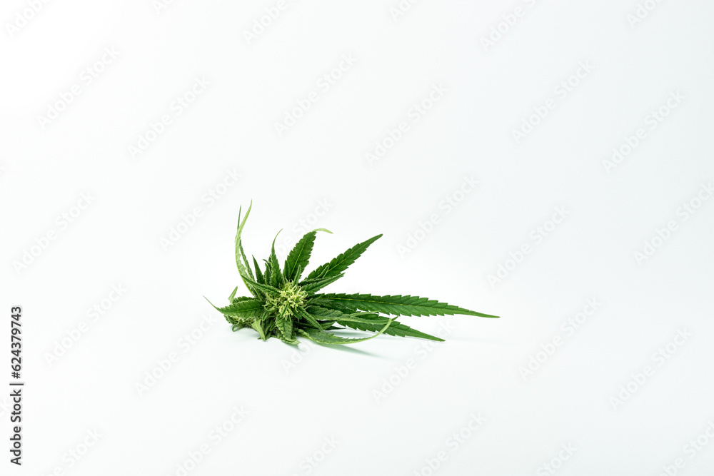 cannabis leaves on white background. hemp flower on a white background cannabis leaves on white background. hemp flower on a white background