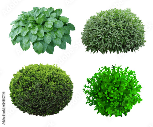 Set of plants and shrubs isolates
