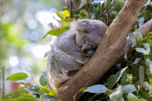 Close up view of a Koala asleep in a tree in it's natural habitat