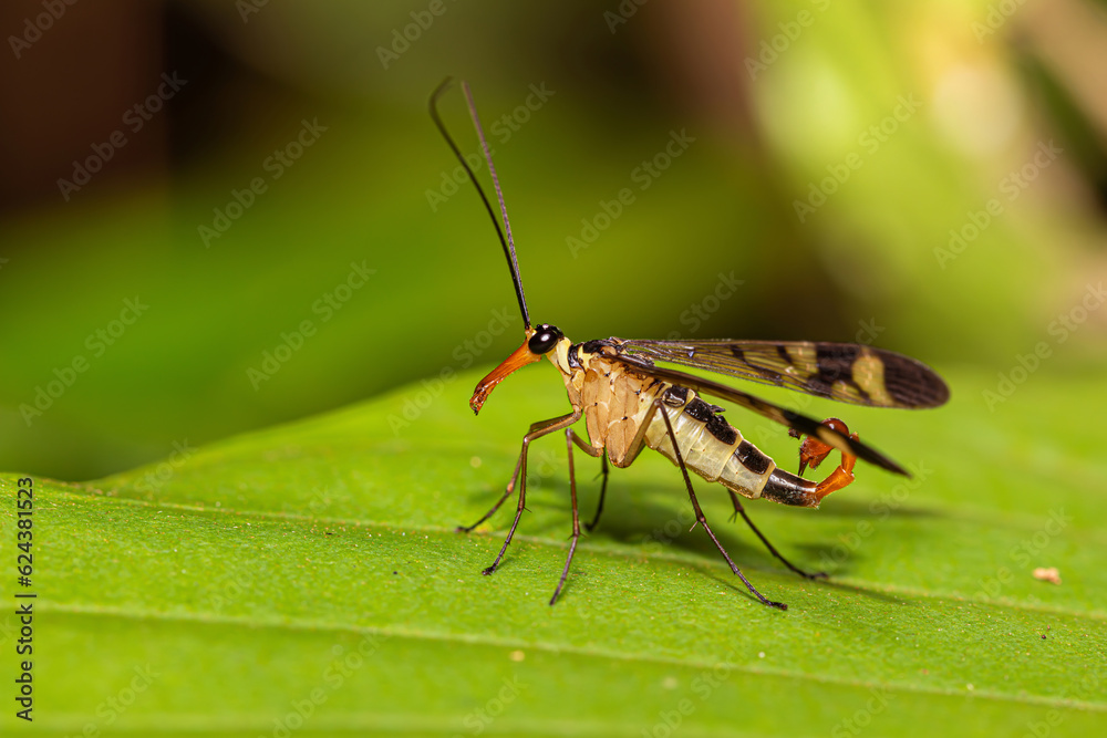 Male Neopanorpa scorpion fly from Thailand, Southeast Asia Male Neopanorpa scorpion fly from Thailand, Southeast Asia