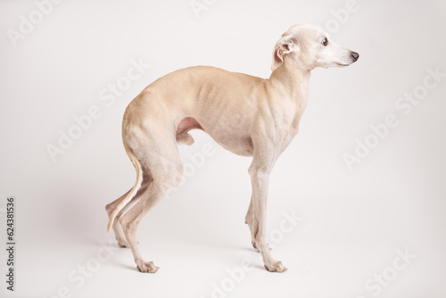 Portrait of Italian Greyhound male dog posing isolated on white studio background