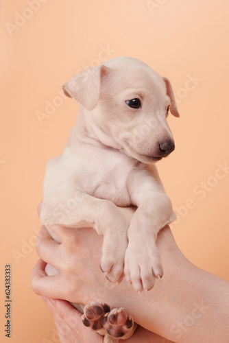 Portrait of cute Italian Greyhound puppy in human hands. Small sleepy beagle dog white beige color isolated on studio background