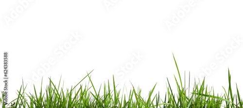 Isolated green grass with clipping paths on white background copy space 