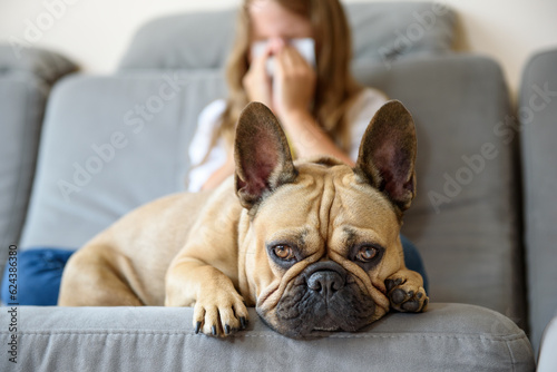 the dog lies on the couch against the background of a sneezing girl from an alle Fototapet