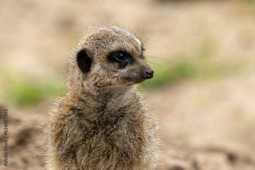 Fototapeta premium Cute and funny meerkat looking around on guard on sentry duty