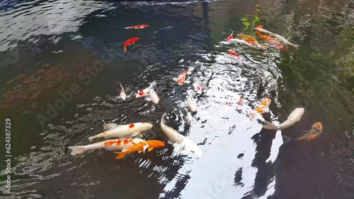 Close up view of Koi fish swimming in the pond with fresh clear water