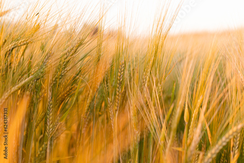 Barley growing on a sunny day  a symbol of agricultural harvest and food production