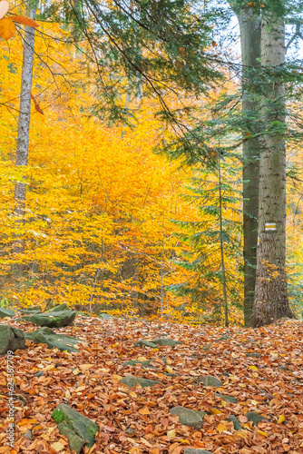 Yellow hiking trail from Rabka-Zdrój to Luboń Wielki in Beskid Wyspowy (Poland) on an autumn day