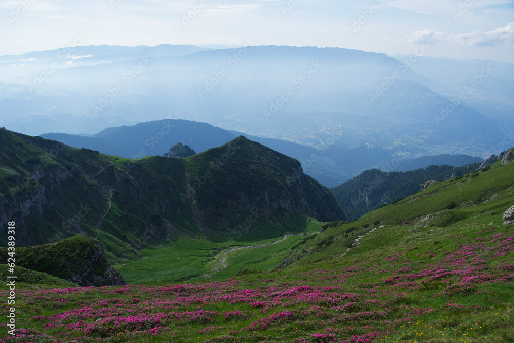 Naklejka premium landscape with flowers, Tiganesti Saddle, Bucegi Mountains, Romania 