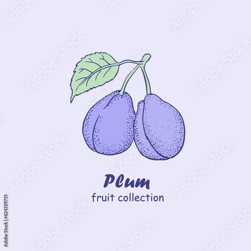 Plum, fruits , logo, plum branch , plums , doodle ,line art, sketch, drawing, vector illustration, plums and leaves, package logo