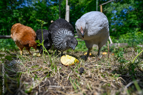 Chickens eating apple outside in garden Kumla Sweden