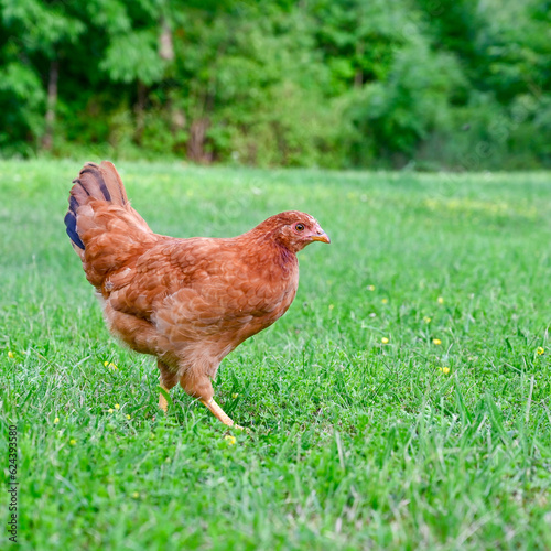 Light brown chicken out walking on lawn