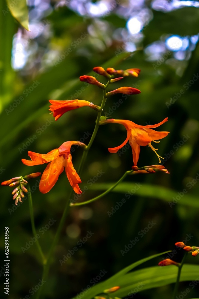 Photo macro d'une fleur tropicale nommé le Chèvrefeuille du Cap Photo macro d'une fleur tropicale nommé le Chèvrefeuille du Cap
