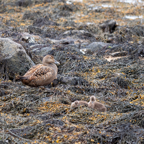 A female eider duck watching over her chicks. They have good camouflage and blend well into the background of rocks and seaweed.