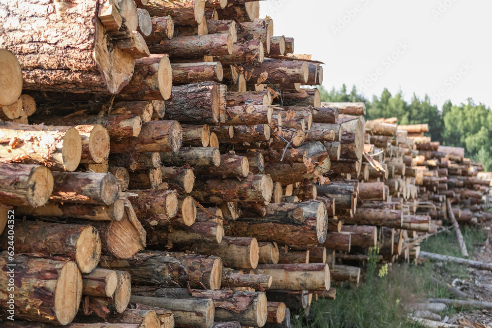 Stacks of logs in the forest. Deforestation. Wood preparation. logging industry Stacks of logs in the forest. Deforestation. Wood preparation. logging industry