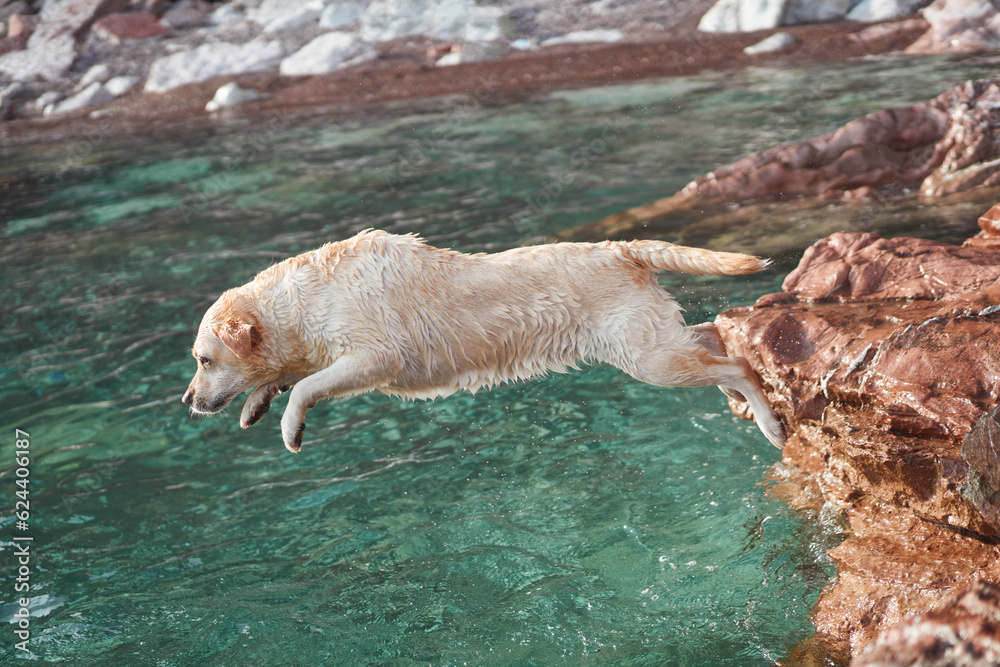the dog jumping into the water. Fawn labrador retriever by the sea. Traveling and vacationing with a pet