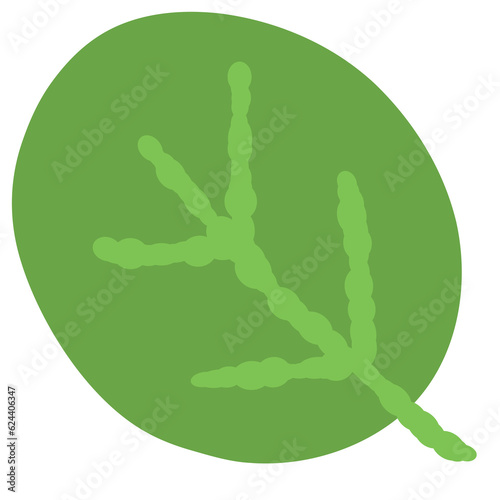 Drawing of green leaf isola...