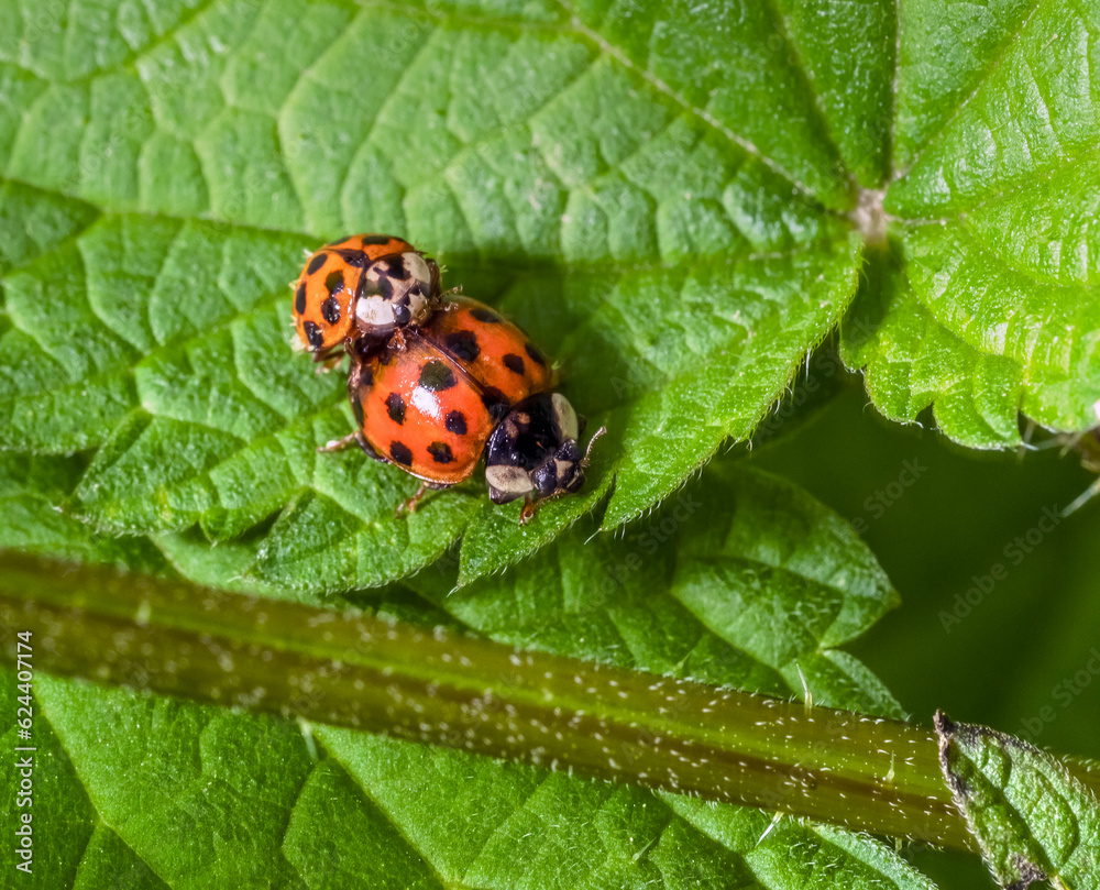 Mating ladybugs Mating ladybugs