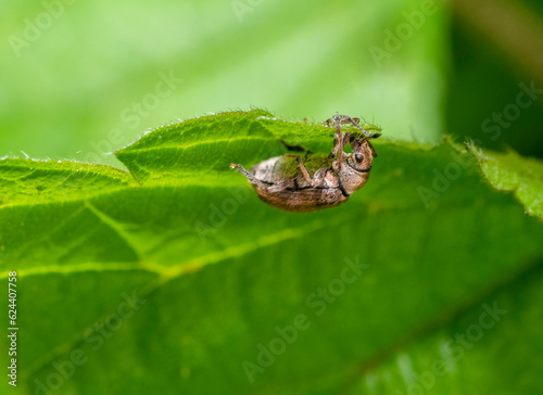 Common leaf weevil photo