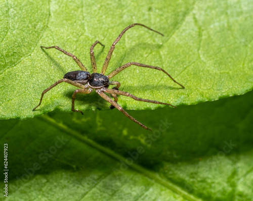 Running crab spider on leaf edge
