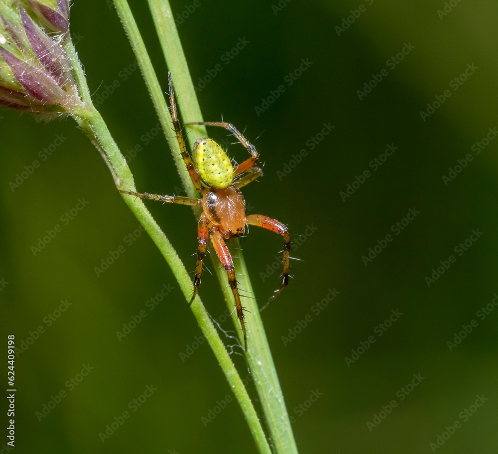 Cucumber green spider Cucumber green spider