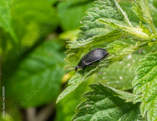 Carrion beetle photo