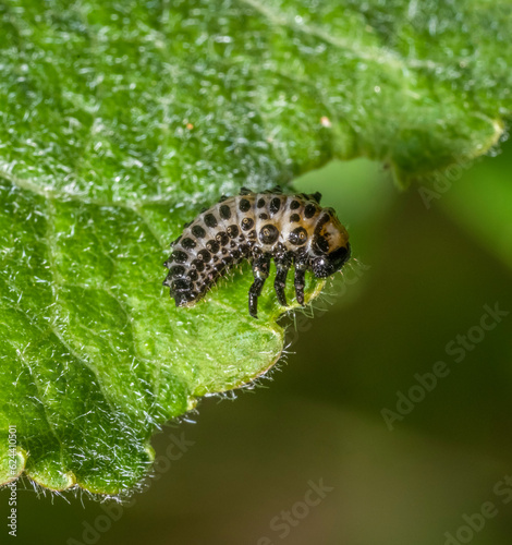 Leaf beetle larva photo