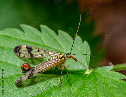Common scorpionfly © PRILL Mediendesign