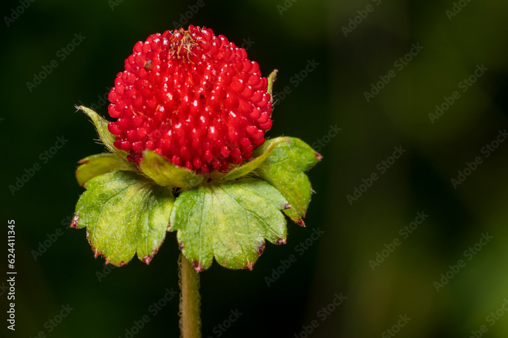 Obraz premium False strawberry fruit