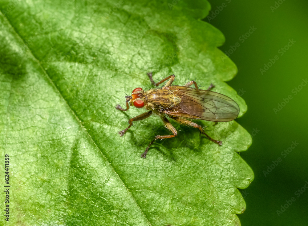 Yellow dung fly Yellow dung fly