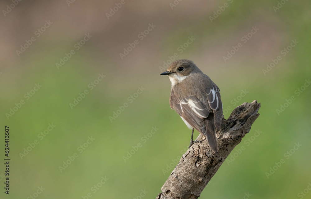 European Pied Flycatcher in the branch
European Pied Flycatcher in the branch