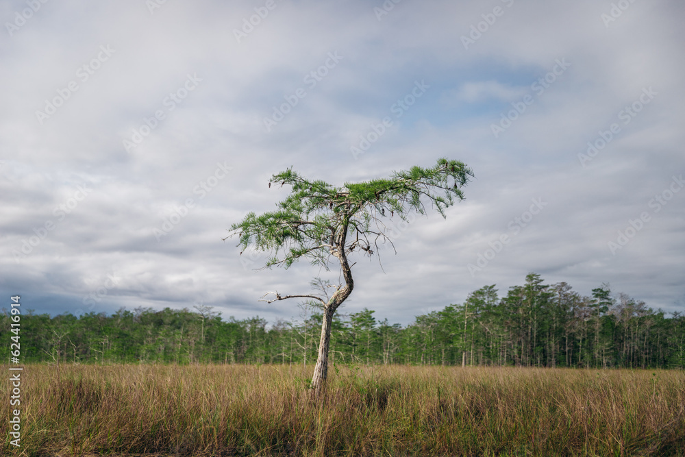 lonely tree in the field