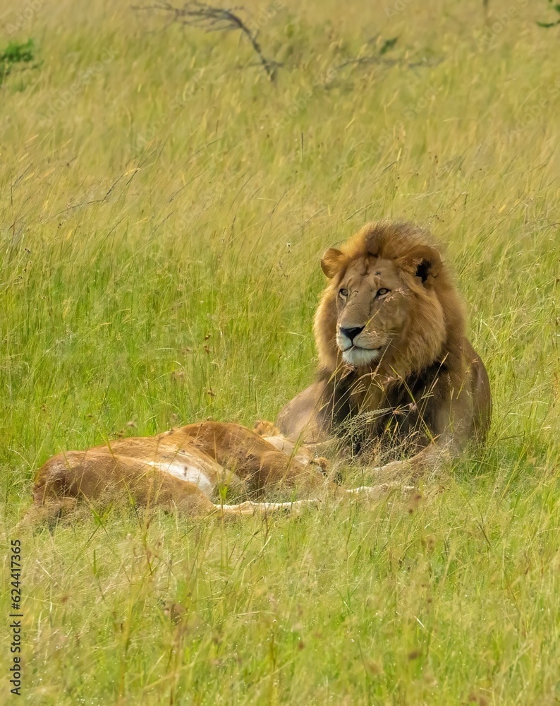 Male and female African lions resting immediately after mating, in the Savannah grasslands of the Maasai Mara Reserve, Kenya Male and female African lions resting immediately after mating, in the Savannah grasslands of the Maasai Mara Reserve, Kenya