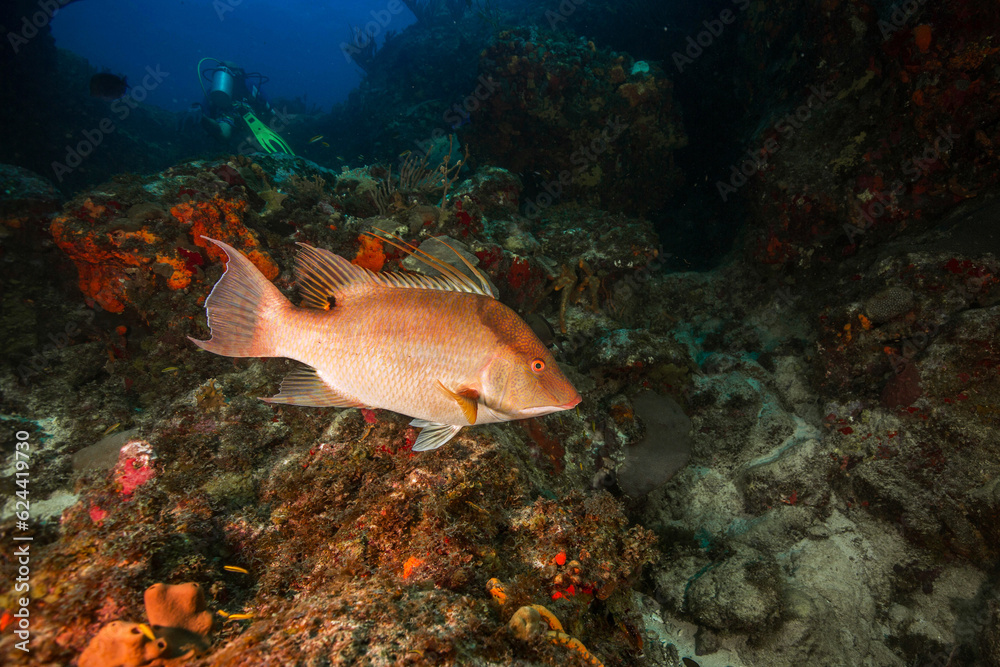 Fototapeta premium Underwater Marine Life