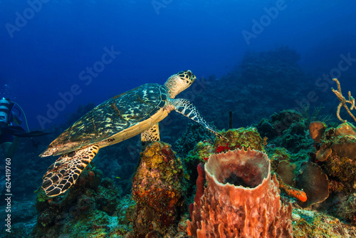 Underwater Marine Life