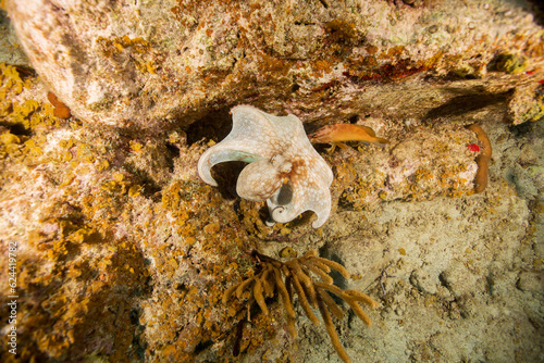 Underwater Marine Life