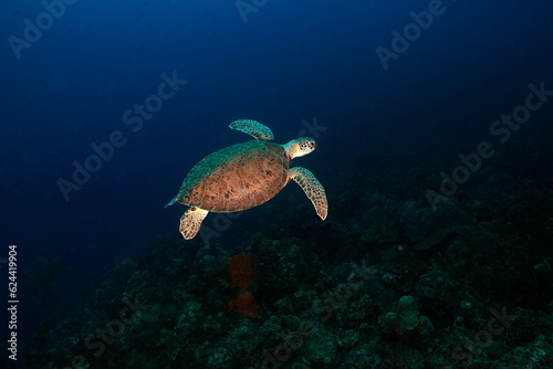 Underwater Marine Life