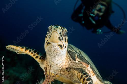 Underwater Marine Life